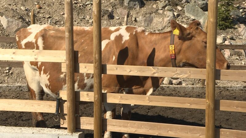 Kako smanjenje stočnog fonda utiče na klimatske promene?