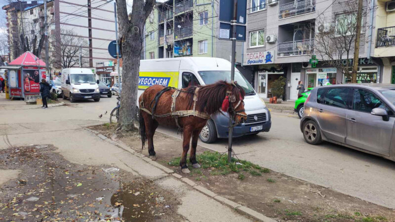 Slika dana … Konj strpljivo čeka vlasnika kod Doma zdravlja u Nišu