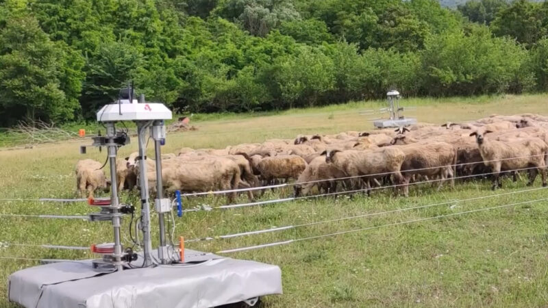 Niški inženjeri napravili prvog robota pastira na svetu