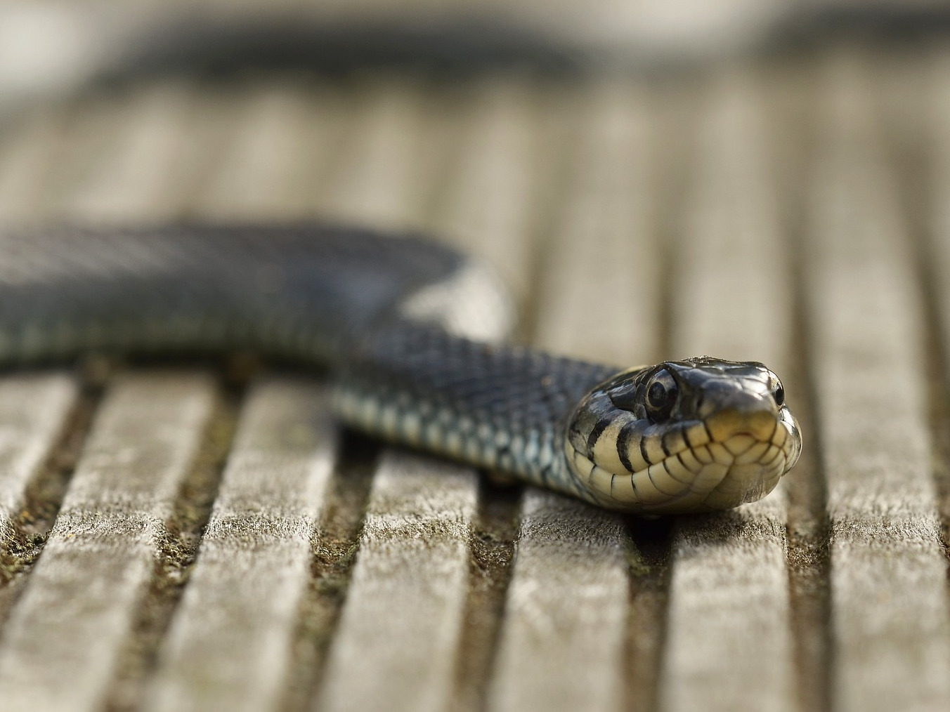 Pazite se zmijskih ujeda, oprez u prirodi