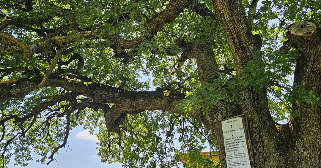 Viševekovni hrast, poznat kao hrast kneza Lazara