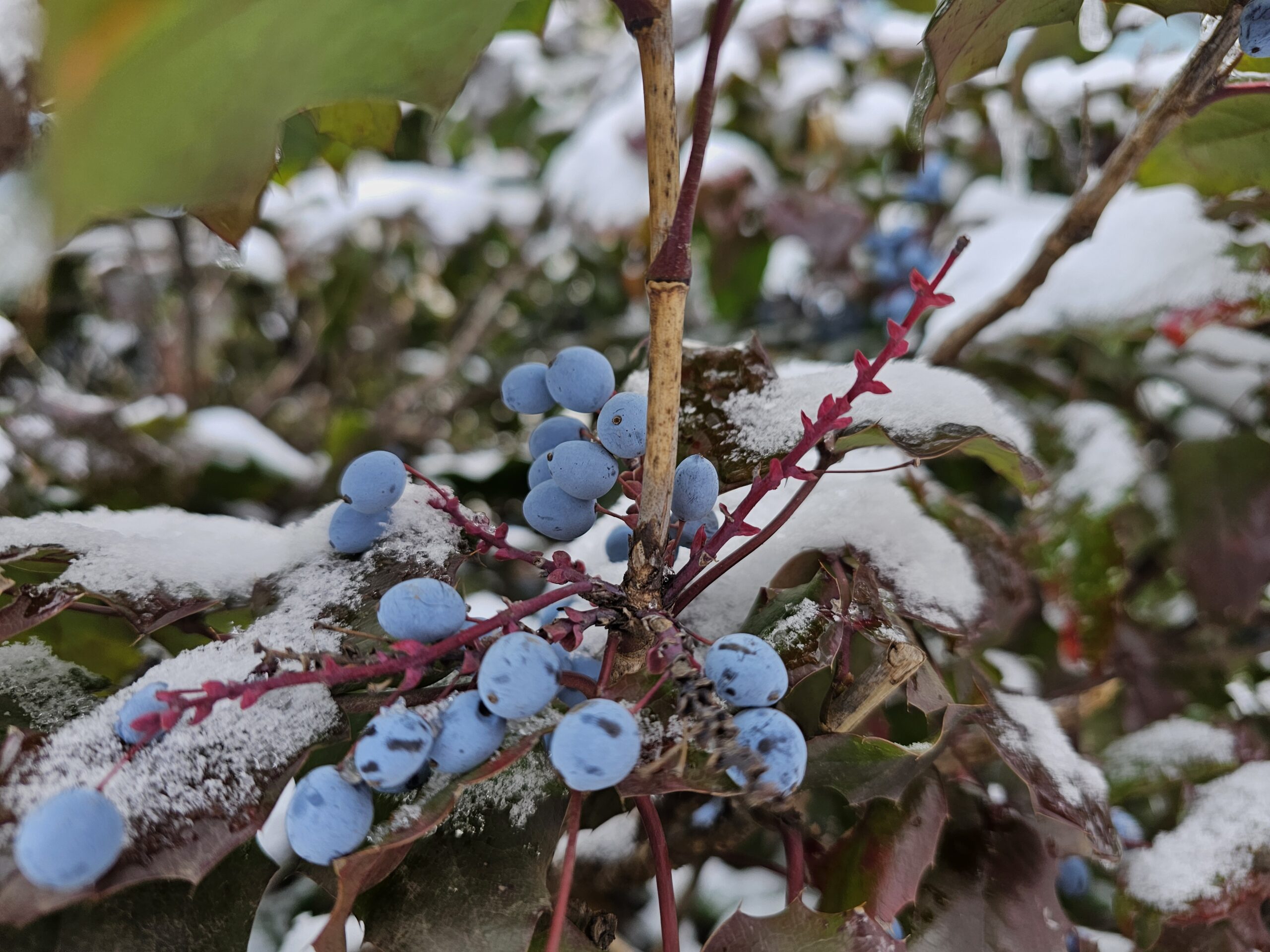 Konačno, sneg i u Nišu!